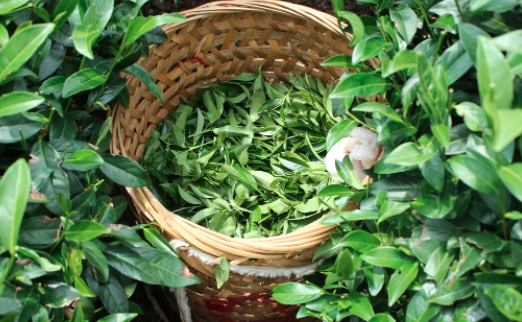 巴中茶叶及茶制品检测,茶叶及茶制品检测费用,茶叶及茶制品检测机构,茶叶及茶制品检测项目